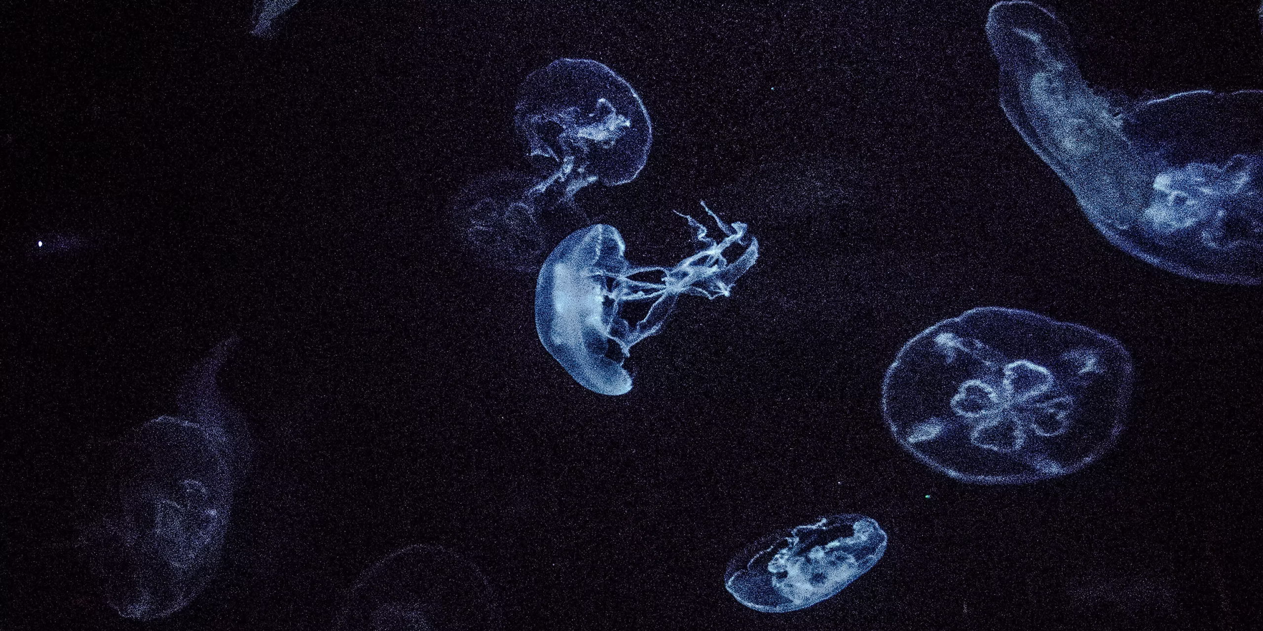 Blue jellyfish in dark water. Image by Connor Carruthers.